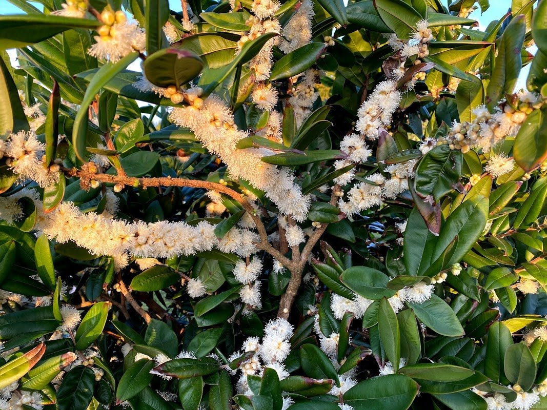 Myrciaria glazioviana JABOTICABA
