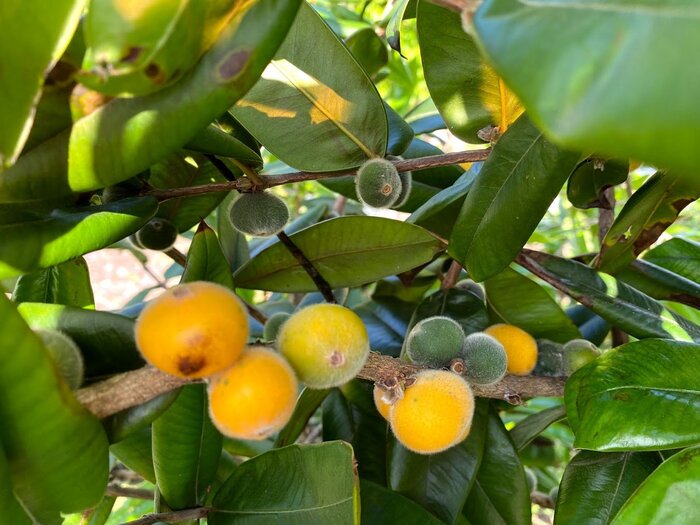 Myrciaria glazioviana JABOTICABA