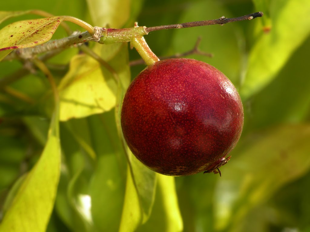 Plinia Rivularis Jaboticaba
