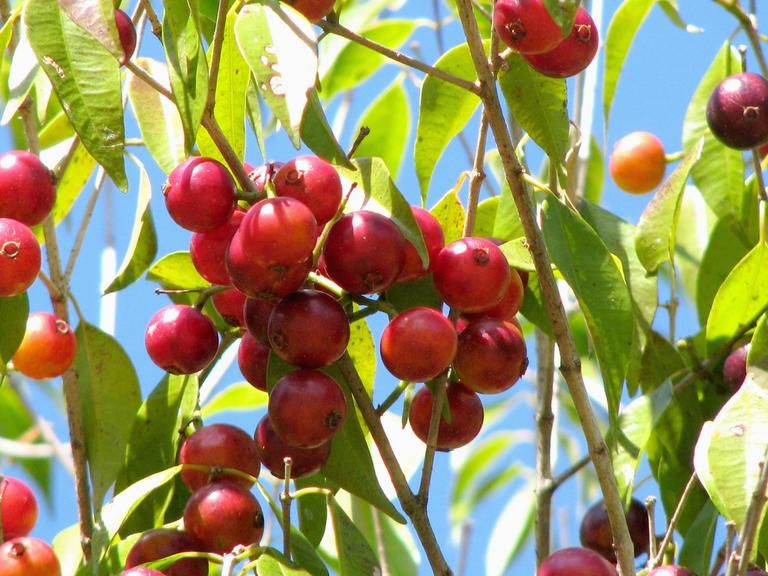 Plinia Rivularis Jaboticaba