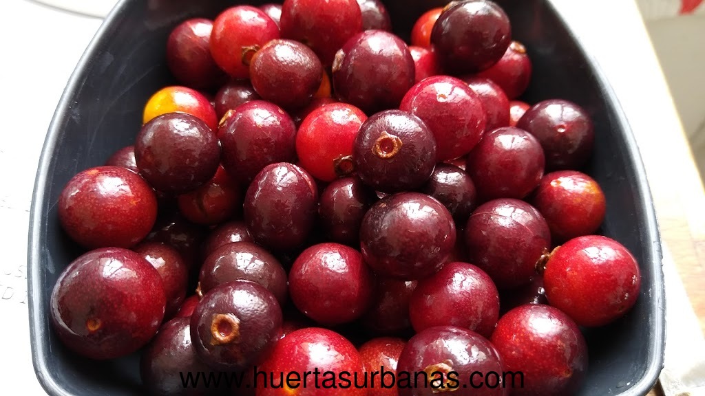 Plinia Rivularis Jaboticaba