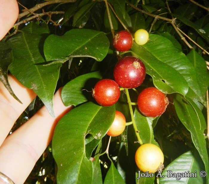 Plinia Rivularis Jaboticaba