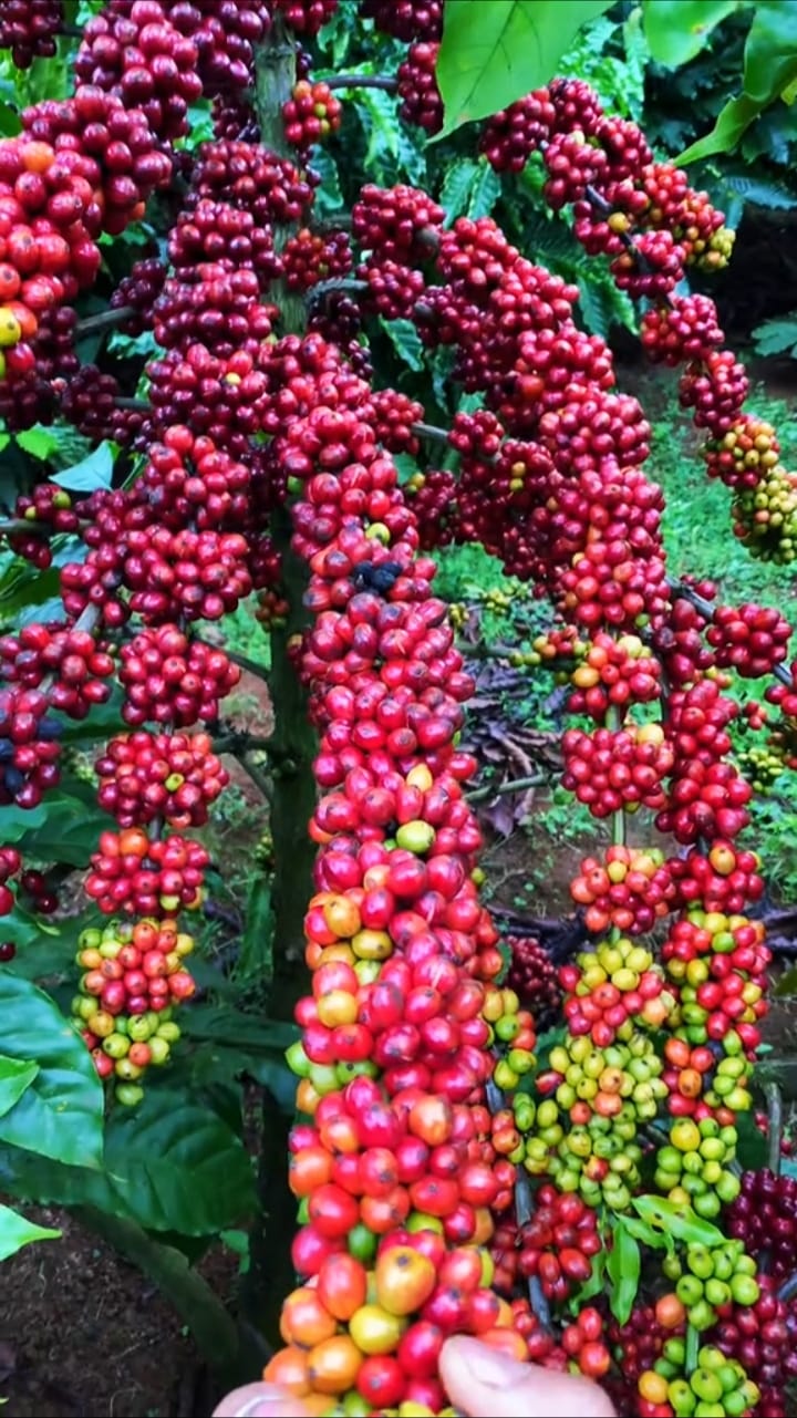 Coffea Robusta (Coffea Canephora) Coffee Plant Seeds – Grow Your Own Coffee!