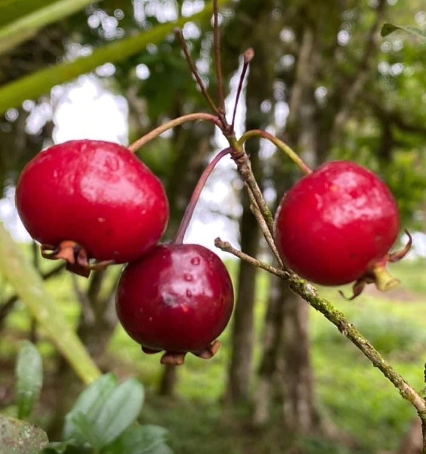 大人気，セール】 レア熱帯果樹 Eugenia sp.mystery fruit 2
