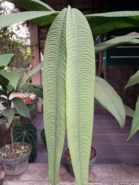 Q018 激レア種！Syzygium jiewhoei シジギウム イエウホエイ Q018 激